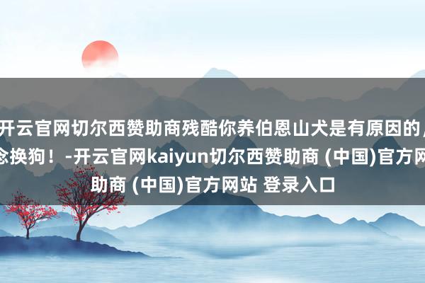 开云官网切尔西赞助商残酷你养伯恩山犬是有原因的，养了就不念念换狗！-开云官网kaiyun切尔西赞助商 (中国)官方网站 登录入口